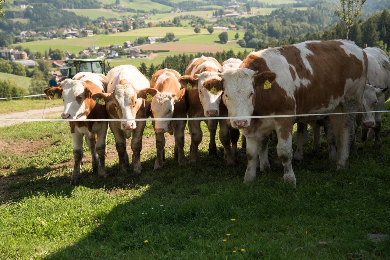 Ferienhaus Reisinger Promschhof Semriach Eksteriør bilde